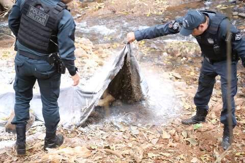 Carca&ccedil;a de animal &eacute; encontrada &agrave;s margens do Rio Segredo e PM orienta popula&ccedil;&atilde;o