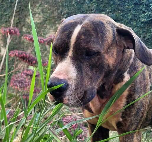 Cachorro resgatado na Vila Planalto aguarda reencontro com tutor