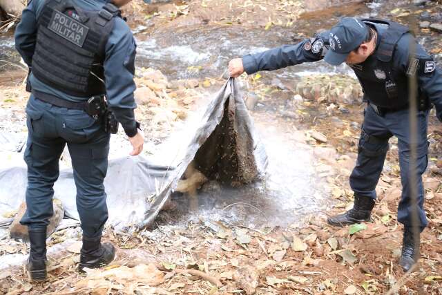 Carca&ccedil;a de animal &eacute; encontrada &agrave;s margens do Rio Segredo e PM orienta popula&ccedil;&atilde;o