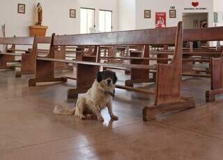 Cachorro da par&oacute;quia pede carinho, mas recado alerta: &ldquo;ele &eacute; falso&rdquo;