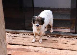 Cachorro da par&oacute;quia pede carinho, mas recado alerta: &ldquo;ele &eacute; falso&rdquo;