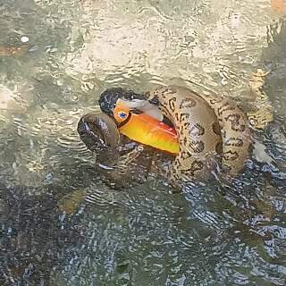 Fora do ninho, tucano vira almo&ccedil;o de sucuri no Rio Formoso