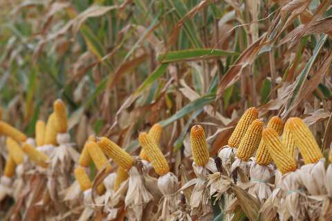 MS bate recorde na produ&ccedil;&atilde;o de milho com crescimento de 68,2% na safra