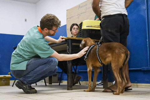 Exercer ilegalmente a veterin&aacute;ria pode levar at&eacute; cinco anos de pris&atilde;o