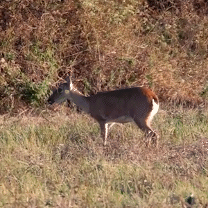 Fot&oacute;grafos capturam momentos raros de cervos e veados no Pantanal