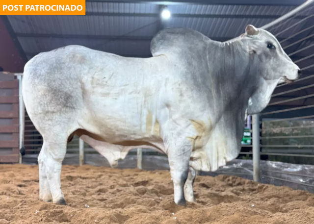 16&ordm; Leil&atilde;o de Touros oferece 150 reprodutores Nelore na Capital