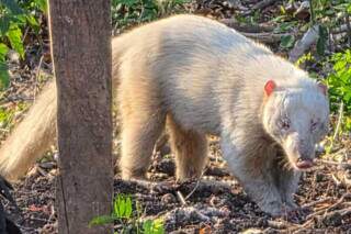 Revirando composteira, quati albino &eacute; avistado pela primeira vez em s&iacute;tio