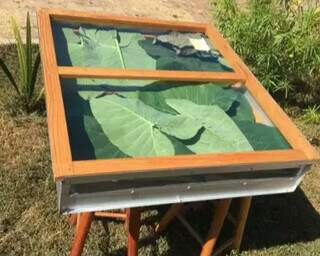 Taioba surpreende em estudo e pode ser &quot;bomba&#039; de nutrientes bons