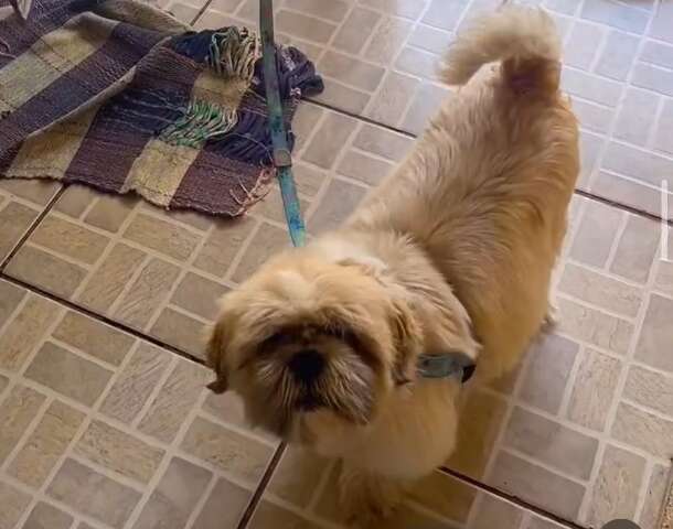Fam&iacute;lia procura por cachorrinho que est&aacute; em tratamento de c&acirc;ncer