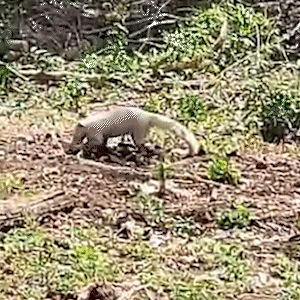 Revirando composteira, quati albino &eacute; avistado pela primeira vez em s&iacute;tio