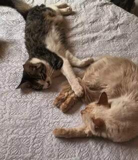 Guia de gato cego desaparece e empres&aacute;ria pede ajuda para encontrar