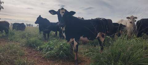 Antecipasto eleva ganho de peso de bovinos na entressafra