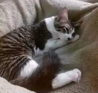 Guia de gato cego desaparece e empres&aacute;ria pede ajuda para encontrar