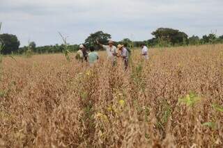 Antecipasto eleva ganho de peso de bovinos na entressafra