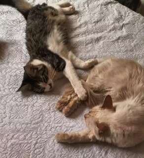 Guia de gato cego desaparece e empres&aacute;ria pede ajuda para encontrar