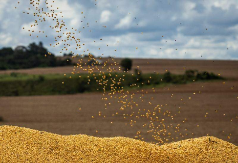 Safra de gr&atilde;os em MS deve crescer 31% e atingir 27,7 milh&otilde;es de toneladas