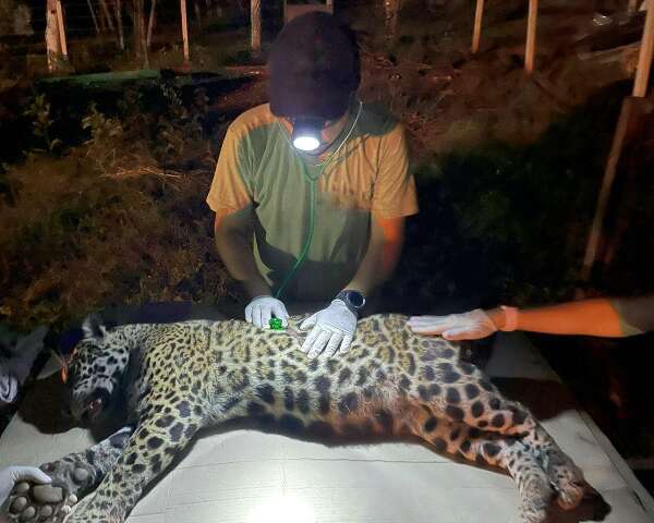 Fascinado por on&ccedil;as desde a inf&acirc;ncia, pesquisador combate fake news no Pantanal
