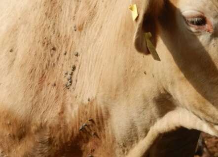 Embrapa aposta em novas estrat&eacute;gias contra carrapato que amea&ccedil;a rebanho bovino