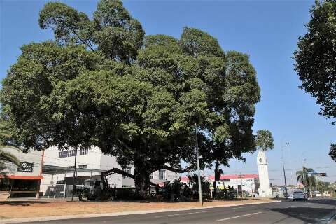 Campo Grande celebra Semana da &Aacute;rvore com plantio de mudas e educa&ccedil;&atilde;o ambiental