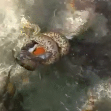 Tucano devorado por sucuri e &ldquo;amor selvagem&rdquo; de cobras s&atilde;o destaques da semana