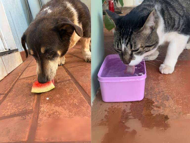 Veterinário ensina como garantir hidratação de pets nesse calorão