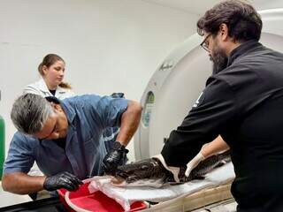 Em dia de check-up, cachara do Bioparque passa por tomografia e ultrassom