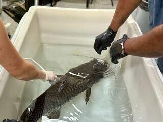 Em dia de check-up, cachara do Bioparque passa por tomografia e ultrassom