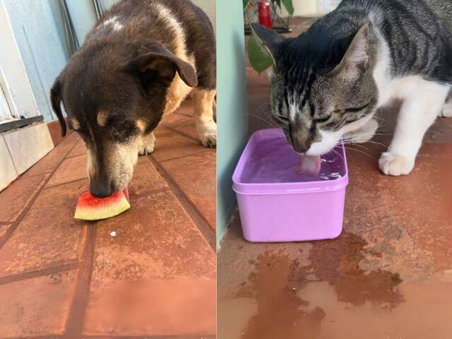 Veterin&aacute;rio ensina como garantir hidrata&ccedil;&atilde;o de pets nesse calor&atilde;o