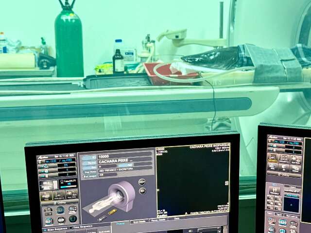 Em dia de check-up, cachara do Bioparque passa por tomografia e ultrassom