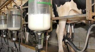 Latic&iacute;nios cobram apoio, alegando risco de colapso no abastecimento em MS