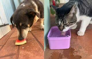 Veterin&aacute;rio ensina como garantir hidrata&ccedil;&atilde;o de pets nesse calor&atilde;o