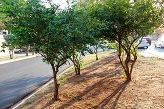 P&eacute; de amora carregado &eacute; uma das &aacute;rvores frut&iacute;feras &ldquo;sem dono&rdquo; na Av. Mato Grosso