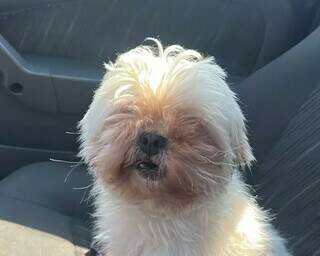 Shih tzu &eacute; resgatada perambulando sozinha e engenheira busca por tutor