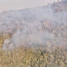 Capivara queimada pode ter provocado inc&ecirc;ndio pr&oacute;ximo &agrave; Serra da Bodoquena