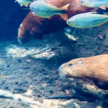 Capivaras nadam entre piraputangas nas &aacute;guas cristalinas do Rio da Prata