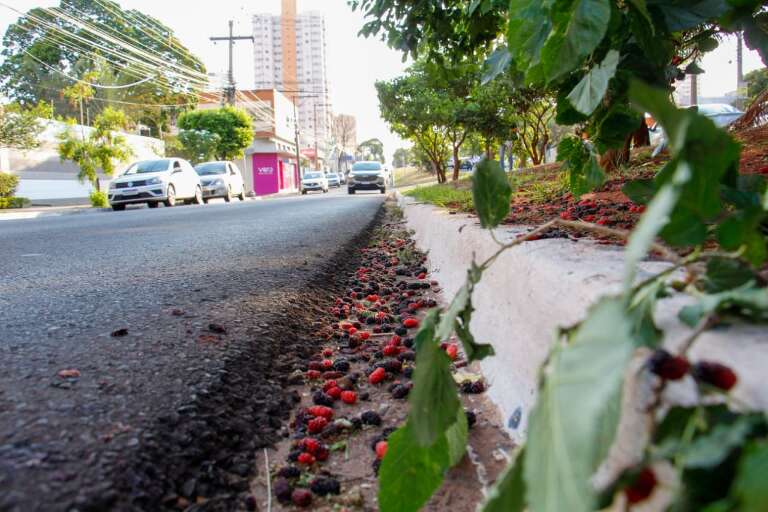 Campo Grande News
