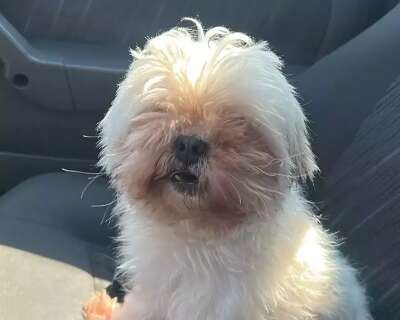 Shih tzu &eacute; resgatada perambulando sozinha e engenheira busca por tutor