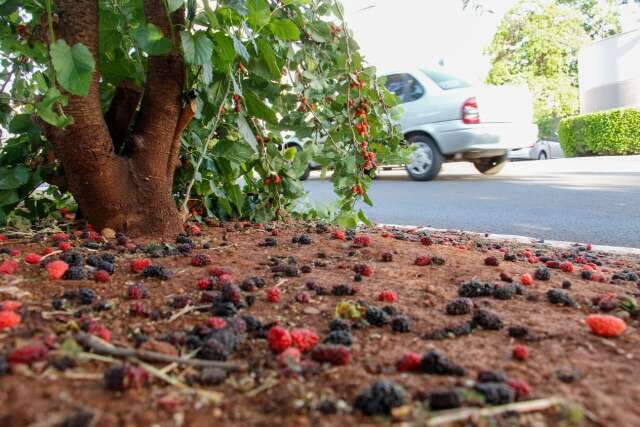P&eacute; de amora carregado &eacute; uma das &aacute;rvores frut&iacute;feras &ldquo;sem dono&rdquo; na Av. Mato Grosso