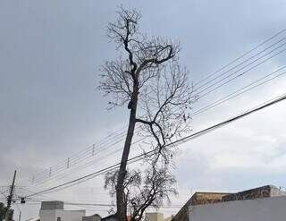 Galhos de &aacute;rvores secas &quot;abra&ccedil;am&quot; fia&ccedil;&atilde;o el&eacute;trica e preocupam moradores