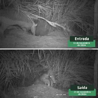 Tatu-canastra passa 12 noites sem sair da toca e revela comportamento in&eacute;dito