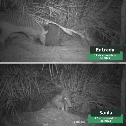 Tatu-canastra passa 12 noites sem sair da toca e revela comportamento in&eacute;dito