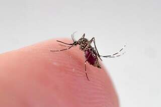 O que tomar para dor e febre na dengue: dipirona pode?