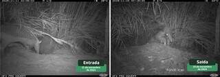 Tatu-canastra passa 12 noites sem sair da toca e revela comportamento in&eacute;dito
