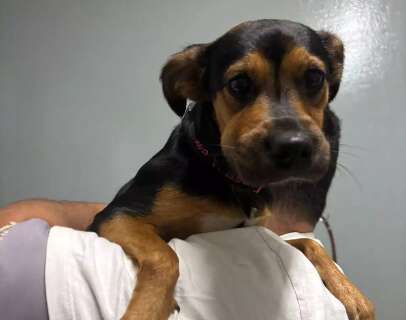 Aumento de insetos no &#039;calor&atilde;o&#039; pode ser perigo para seu pet em casa