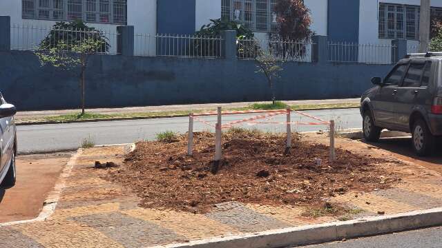 Figueiras substituir&atilde;o &aacute;rvores adoecidas na Avenida Mato Grosso