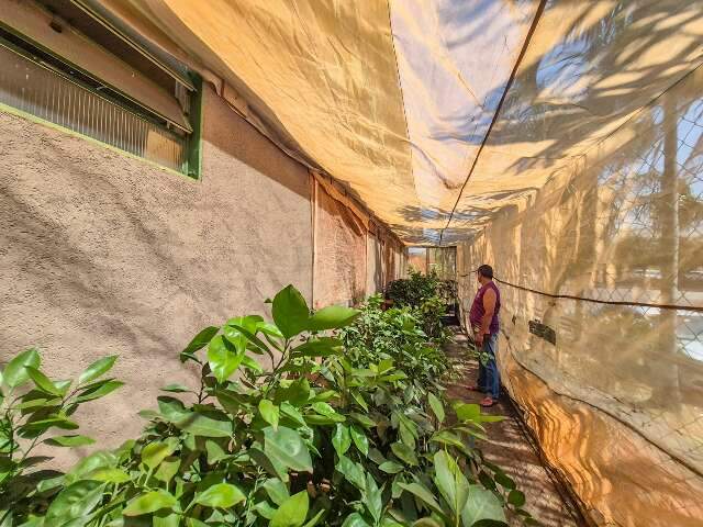Com&eacute;rcio ilegal de mudas e &aacute;rvores c&iacute;tricas pode gerar multa de at&eacute; R$ 105 mil 