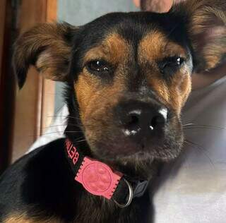 Aumento de insetos no &#039;calor&atilde;o&#039; pode ser perigo para seu pet em casa