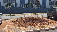 Figueiras substituirão árvores adoecidas na Avenida Mato Grosso