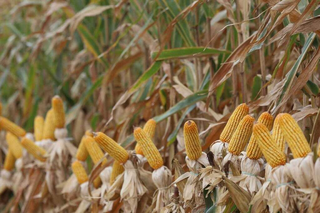 MS perde 49 mil hectares de milho por problemas clim&aacute;ticos