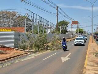Rajada de 51 km/h derruba galho e atrapalha tr&acirc;nsito na Rua Cear&aacute;